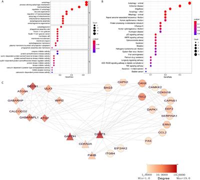 Prognosis and Characterization of Immune Microenvironment in Acute Myeloid Leukemia Through Identification of an Autophagy-Related Signature